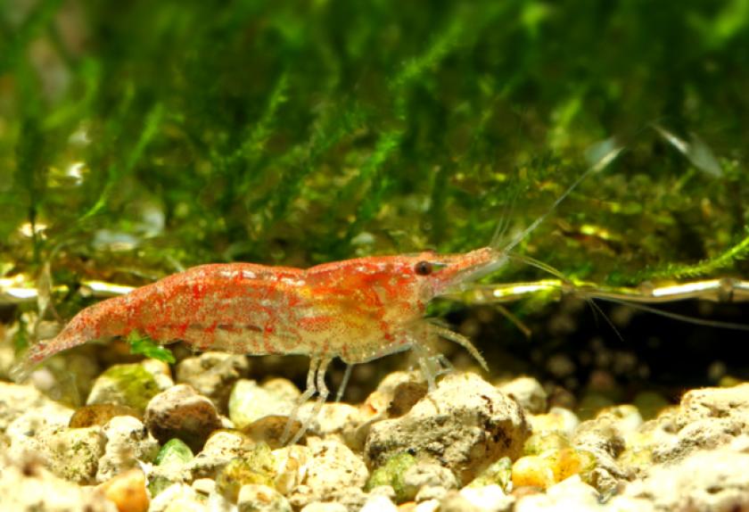 The Best Cleaner Shrimp for Saltwater Fish Tanks The Best Cleaner